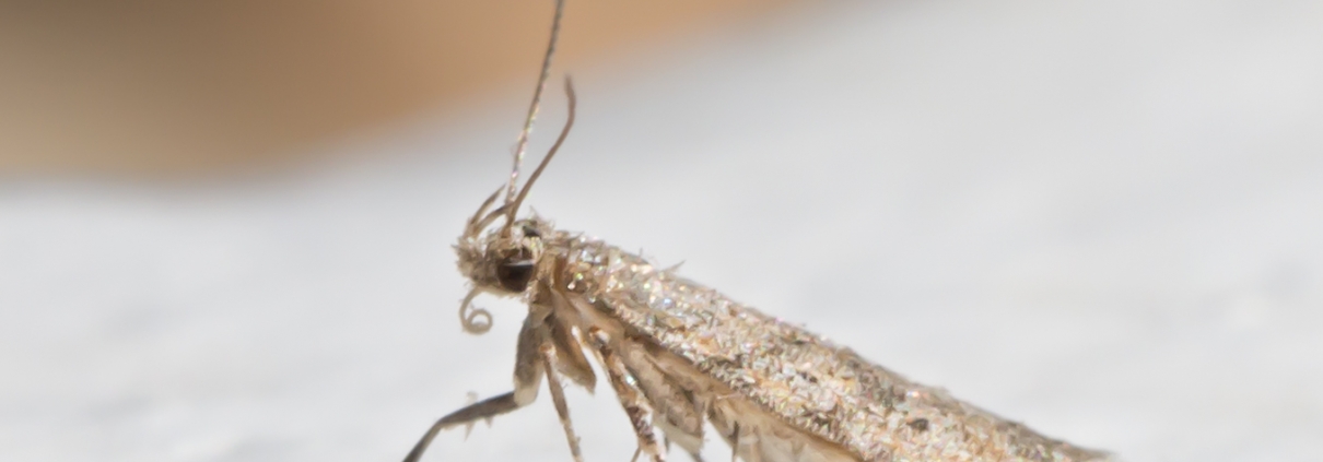 Tuta absoluta