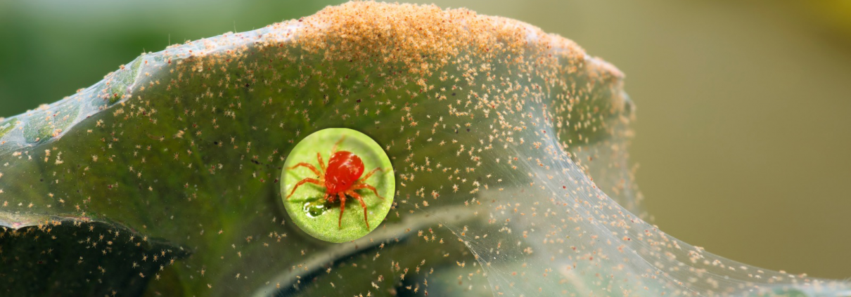 Araña Roja