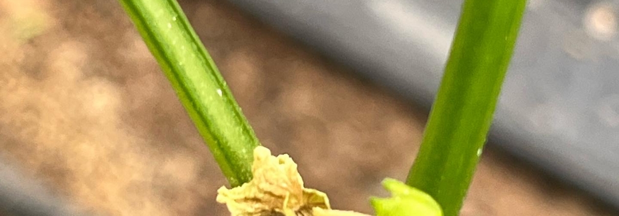 Aborto flor del Pimiento